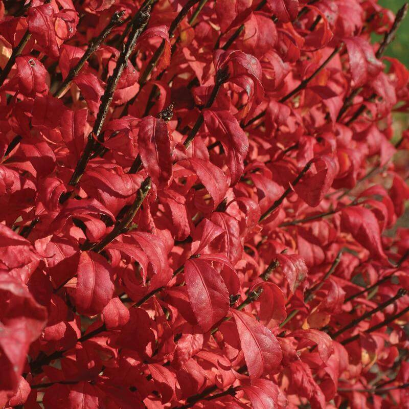 Fire Ball® Burning Bush - Image 2