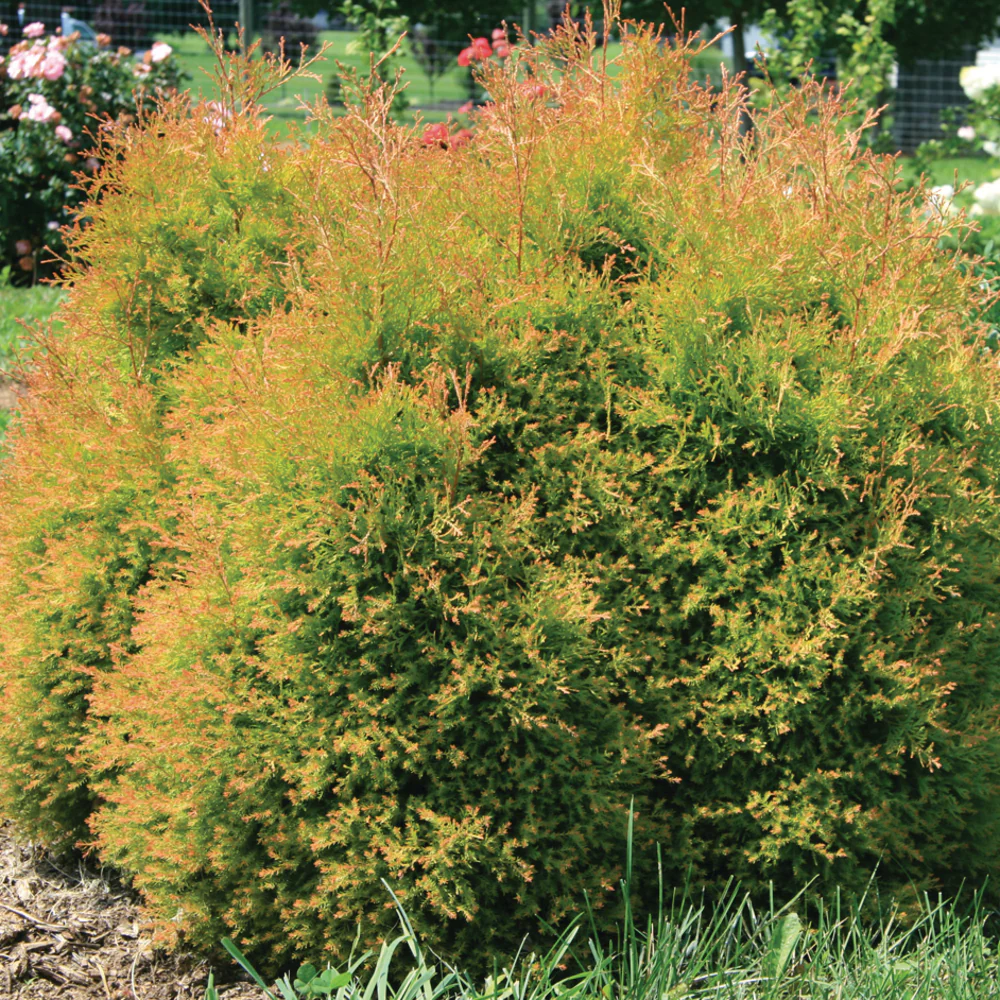 Fire Chief™ Arborvitae (Thuja)