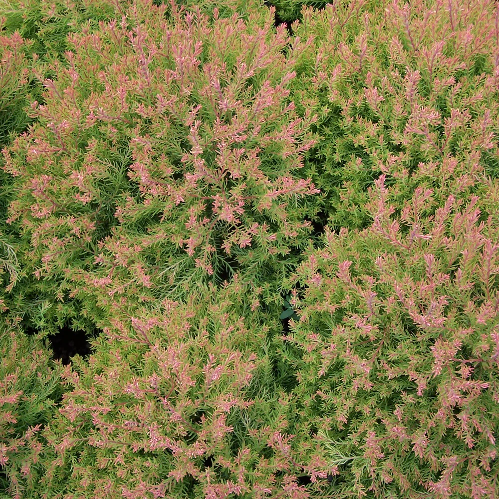 Fire Chief™ Arborvitae (Thuja) - Image 2
