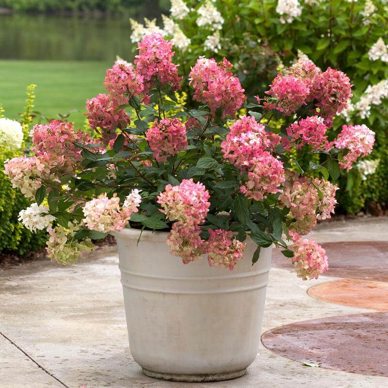 Fire Light® Panicle Hydrangea - Image 5