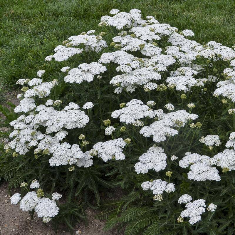 'Firefly Diamond' Yarrow (Achillea) - Image 3