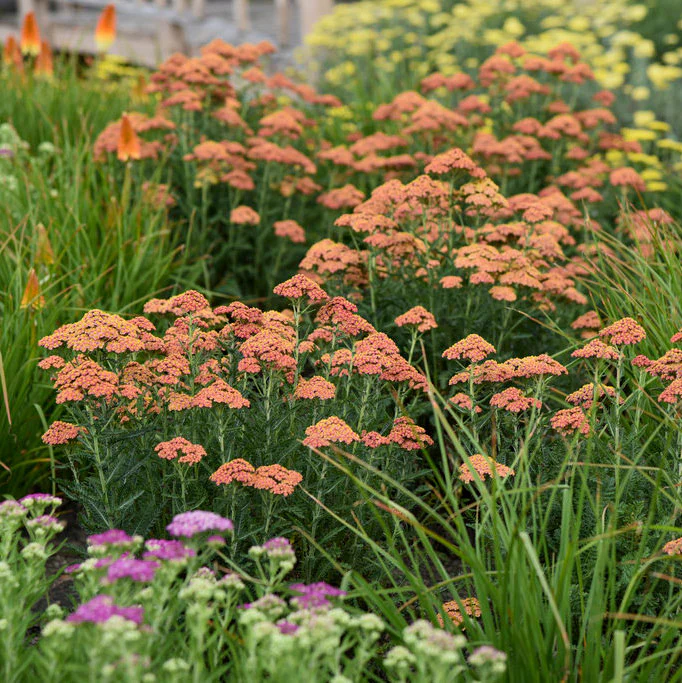 'Firefly Peach Sky' Yarrow (Achillea)