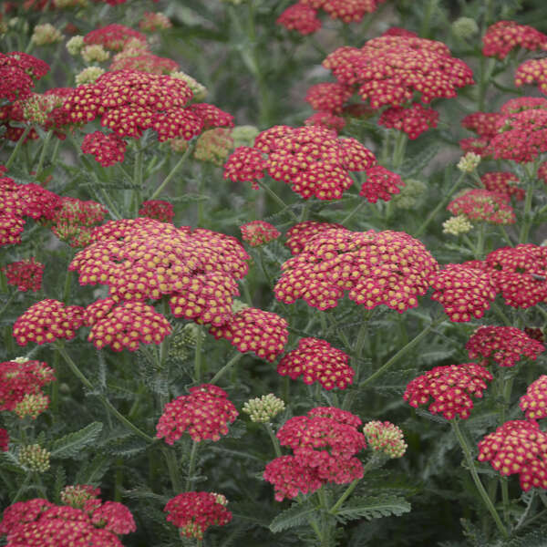 'Firefly Red Pop' Yarrow (Achillea) - Image 2