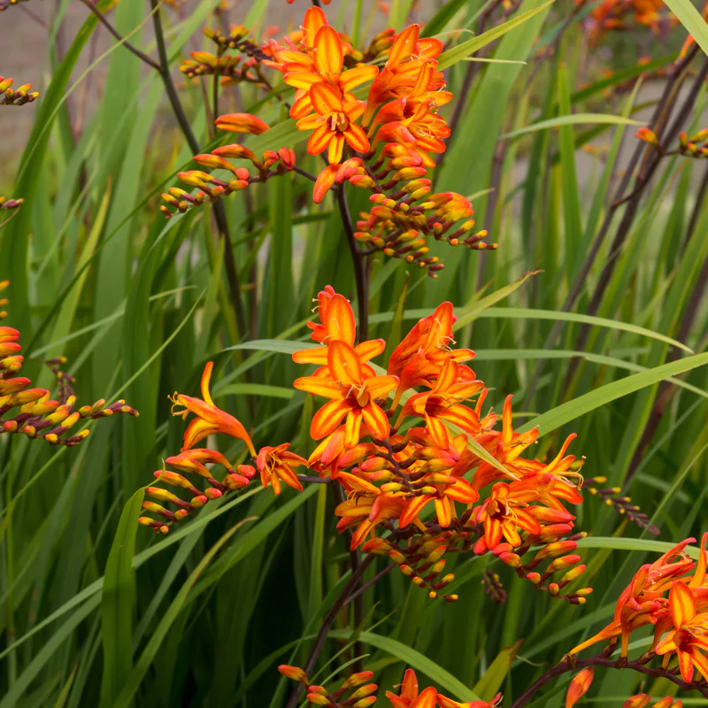 'Firestarter' Montbretia (Crocosmia)