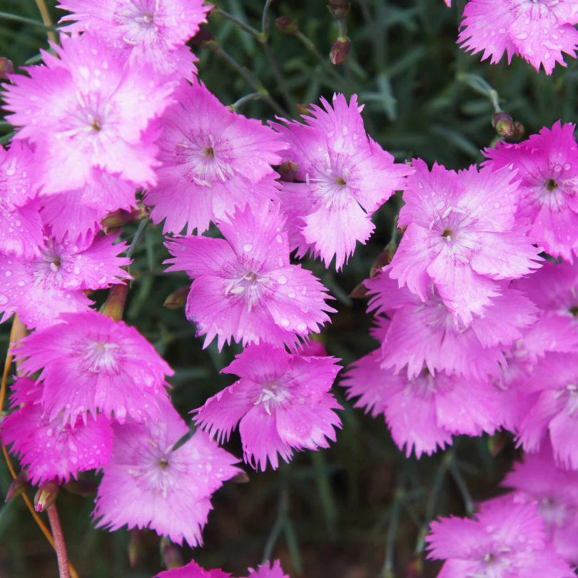 'Firewitch' Dianthus