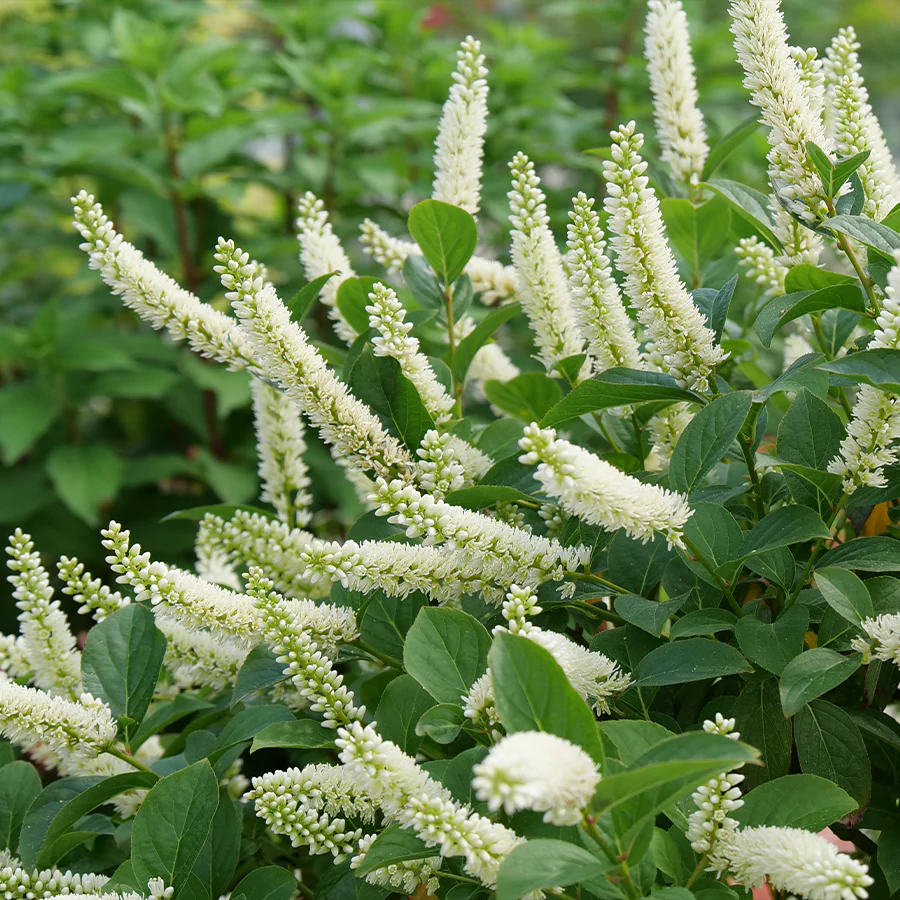Fizzy Mizzy™ Sweetspire (Itea)