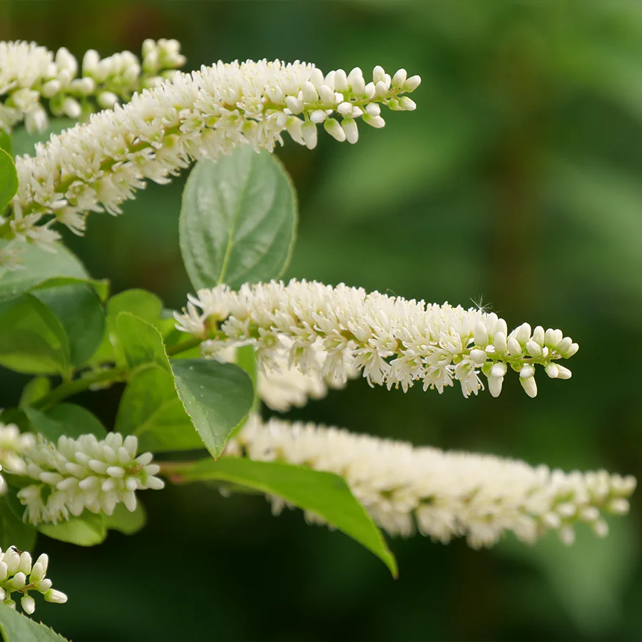Fizzy Mizzy™ Sweetspire (Itea) - Image 3