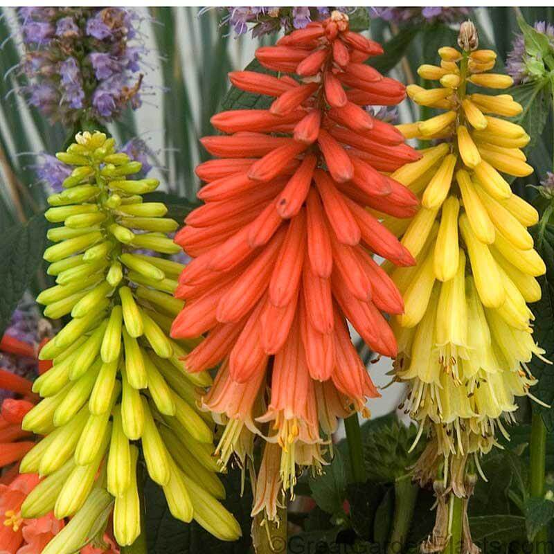 'Flamenco' Red Hot Poker (Kniphofia)