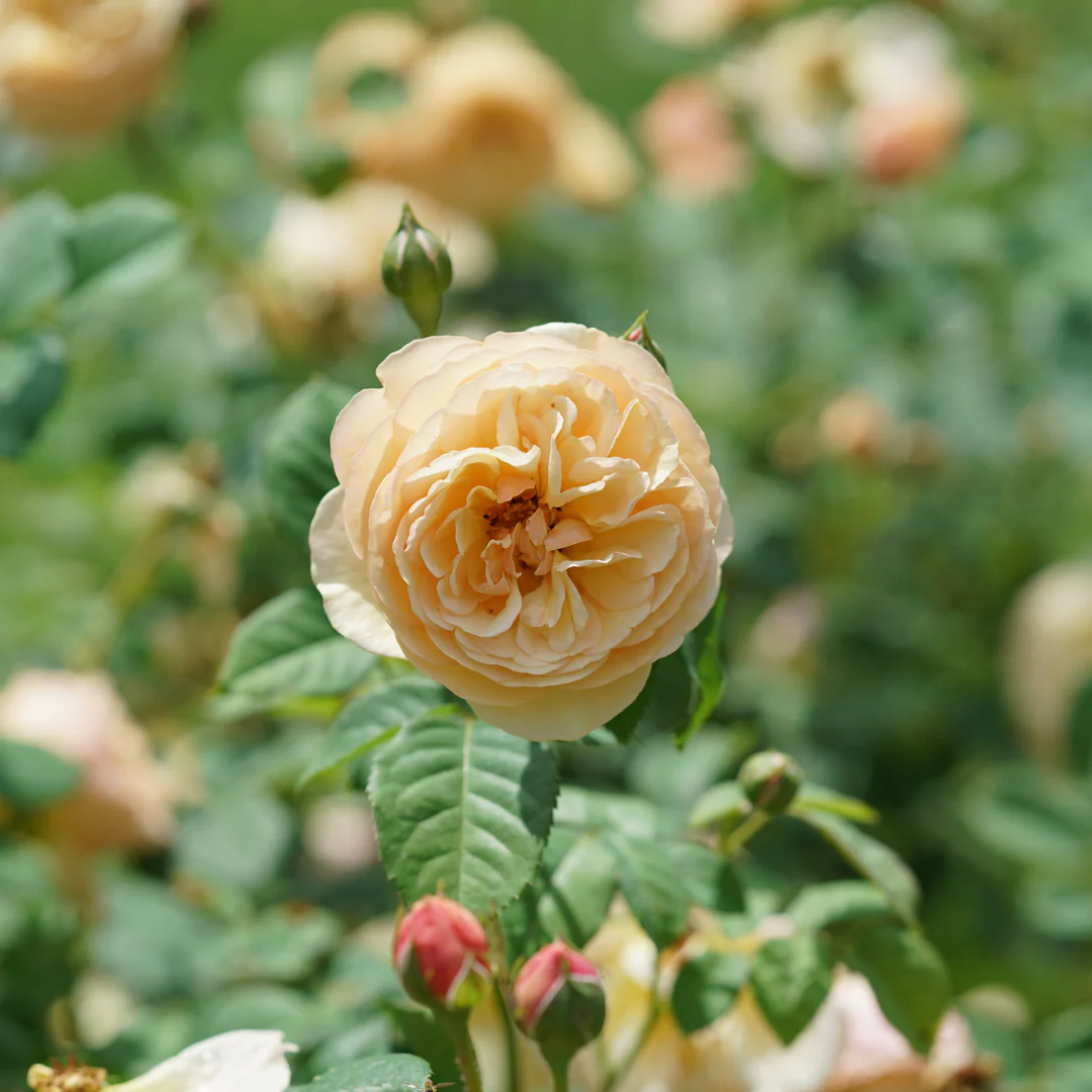 Flavorette® Honey-Apricot Rose - Image 4