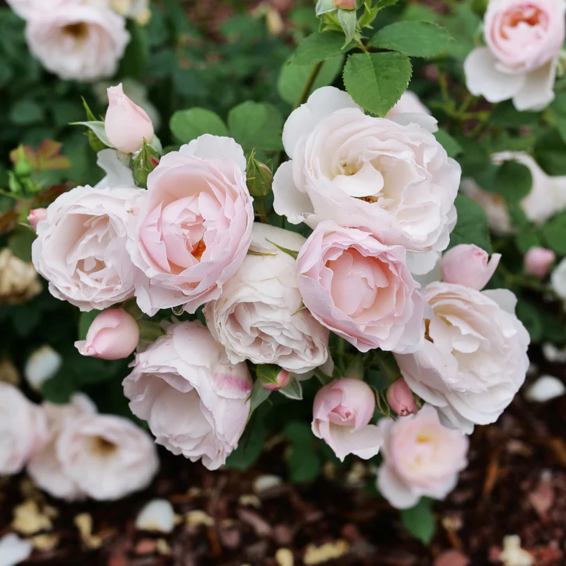 Flavorette Pear'd® Rose
