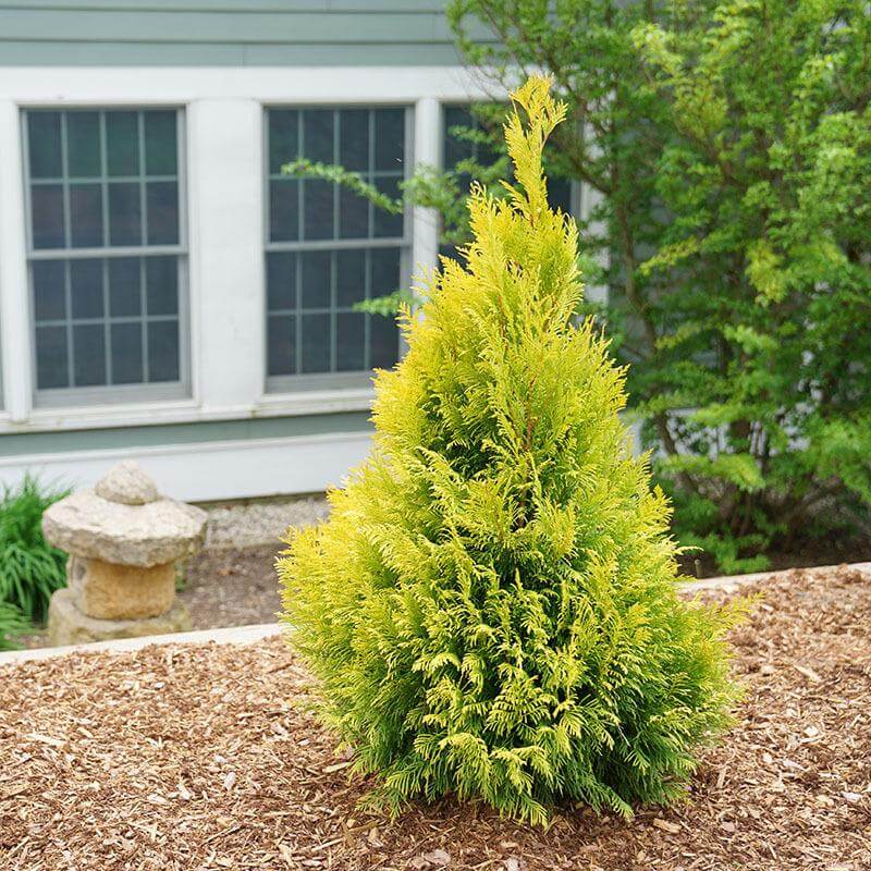 Fluffy® Arborvitae (Thuja) - Image 3