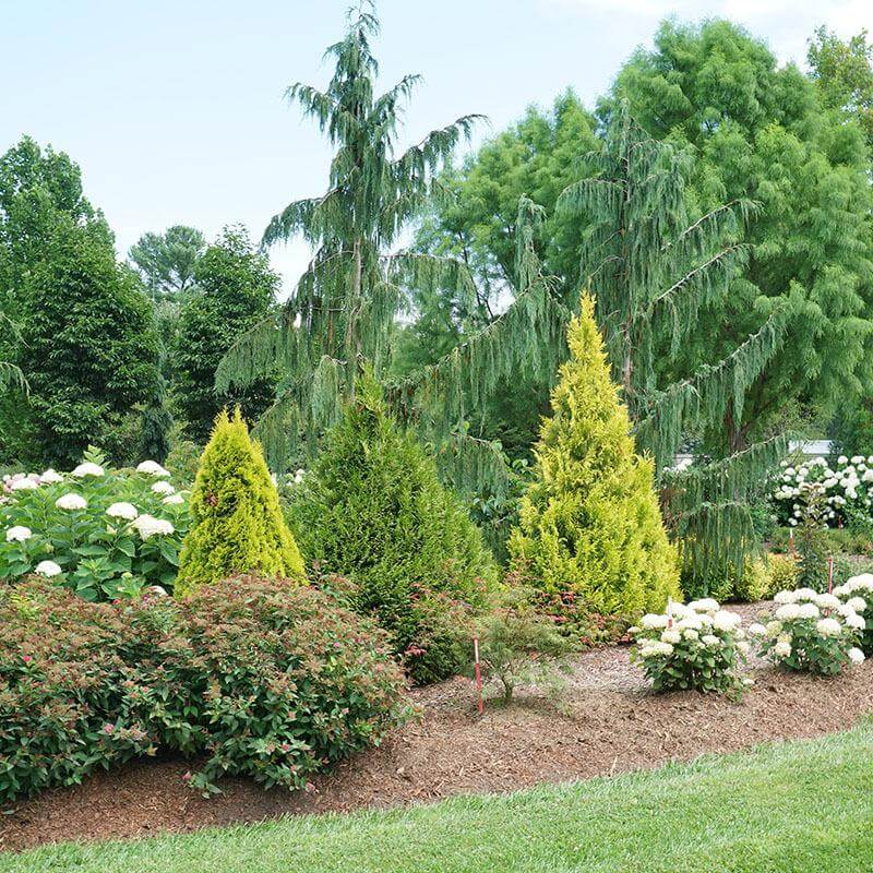 Fluffy® Arborvitae (Thuja) - Image 4