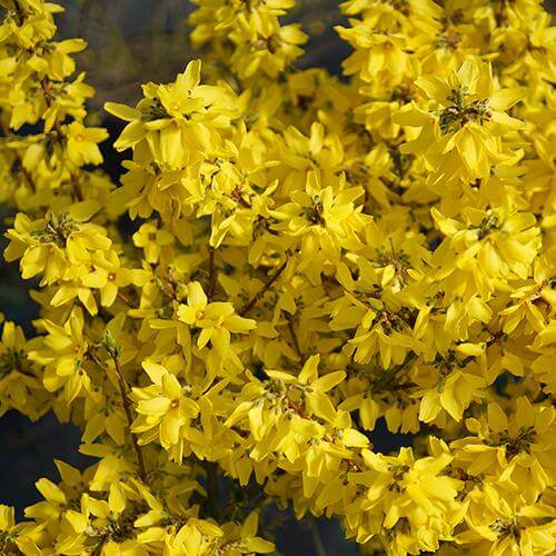Flying Machine® Forsythia