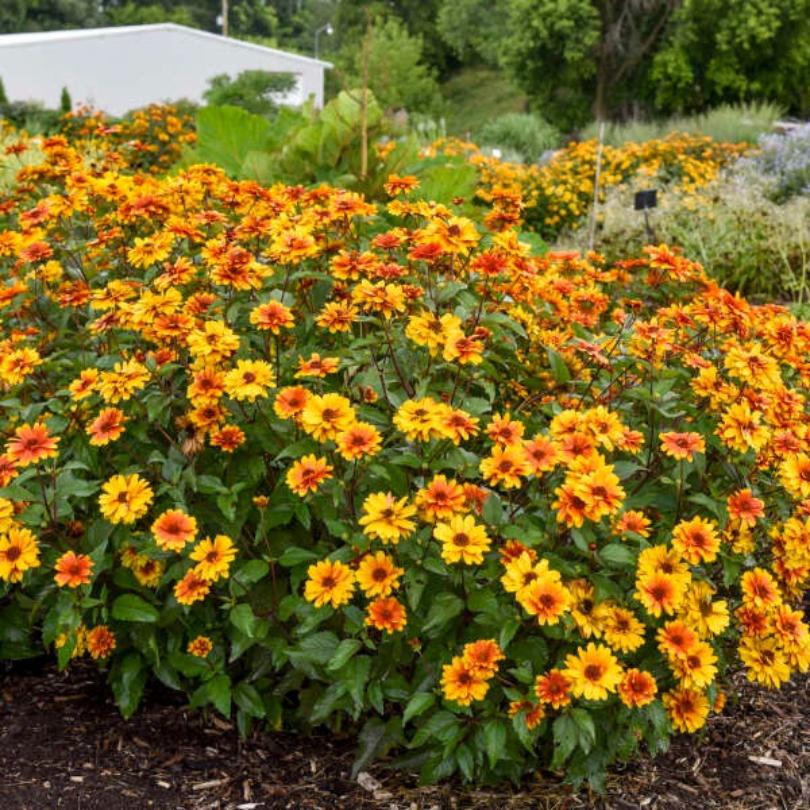 'Forged In Fire' False Sunflower (Heliopsis) - Image 3