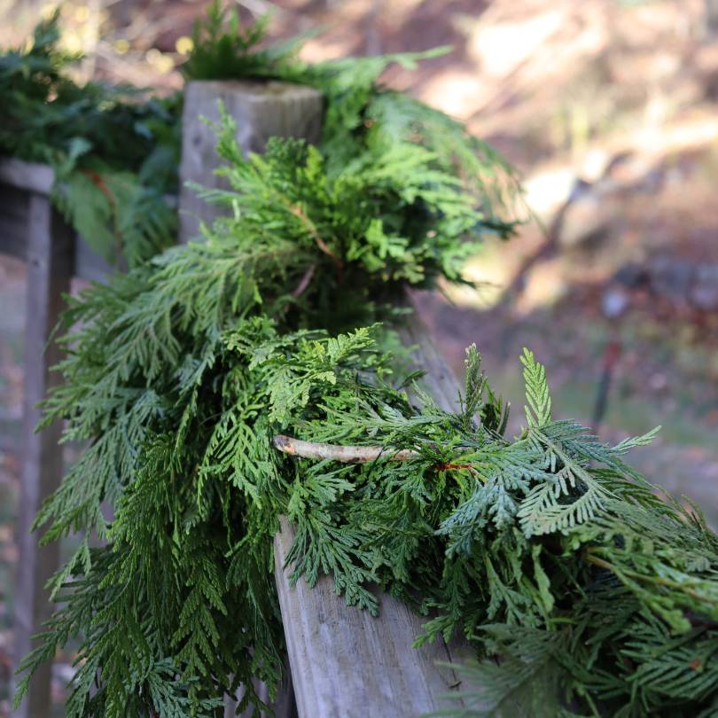 Fresh Cedar & Douglas Holiday Garland - Image 3