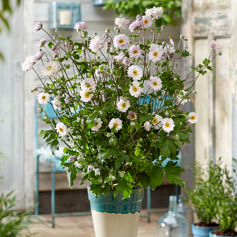 Frilly Knickers™ Japanese Anemone - Image 2
