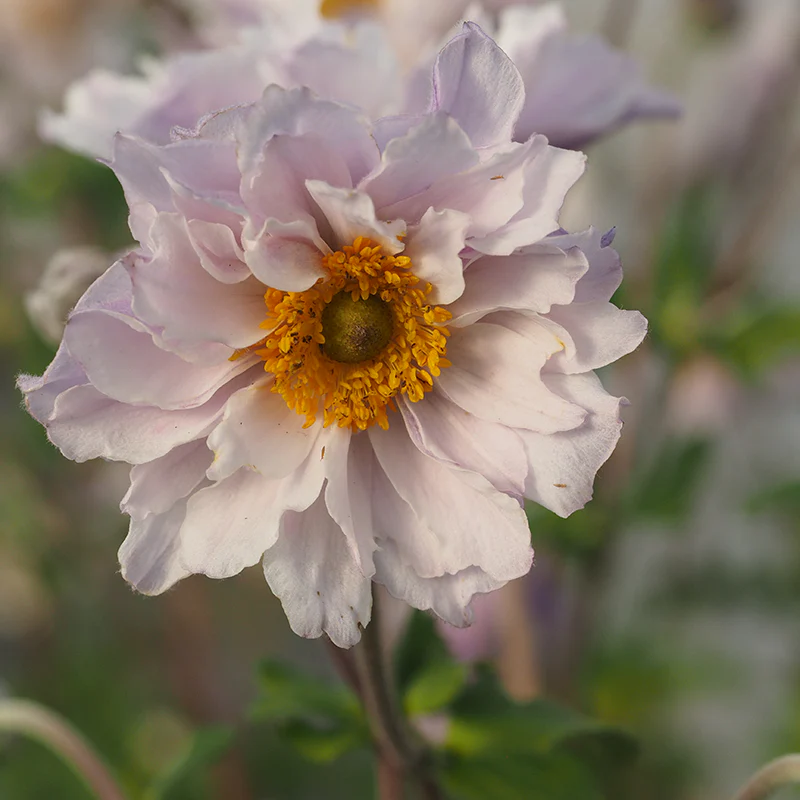 Frilly Knickers™ Japanese Anemone - Image 4