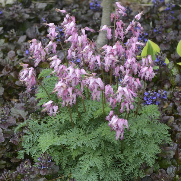 Fringed Bleeding Heart