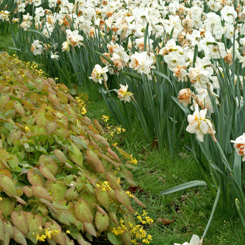 'Frohnleiten' Barrenwort - Image 5