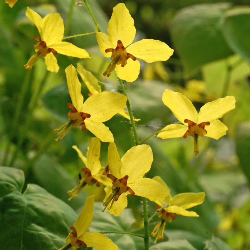 'Frohnleiten' Barrenwort - Image 6