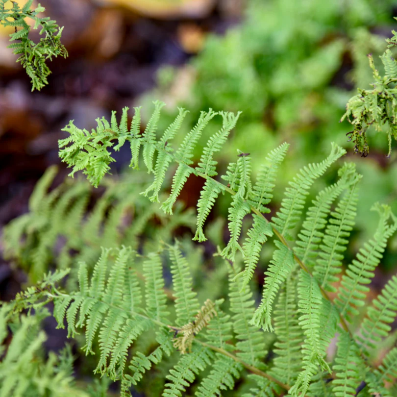 'Fronds Forever' Lady Fern (Athyrium)