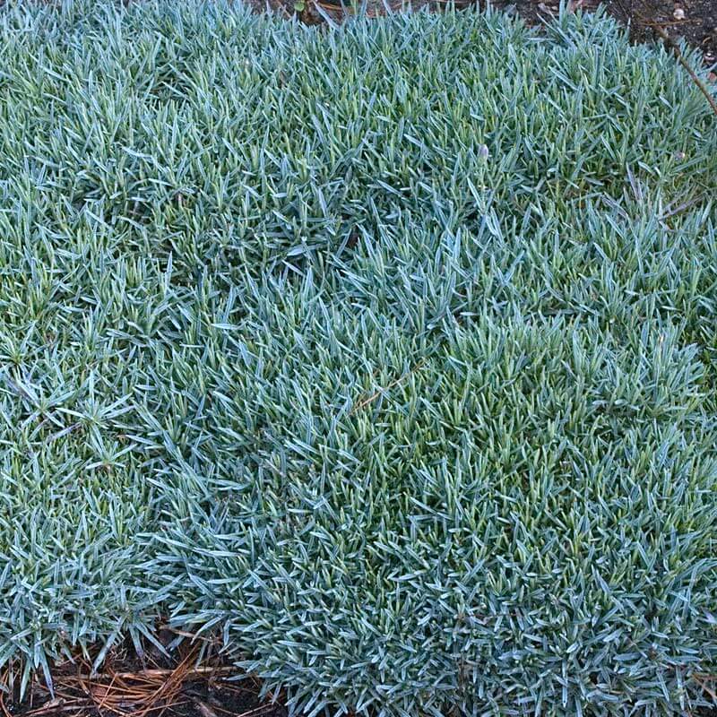 'Frosty Fire' Dianthus - Image 5
