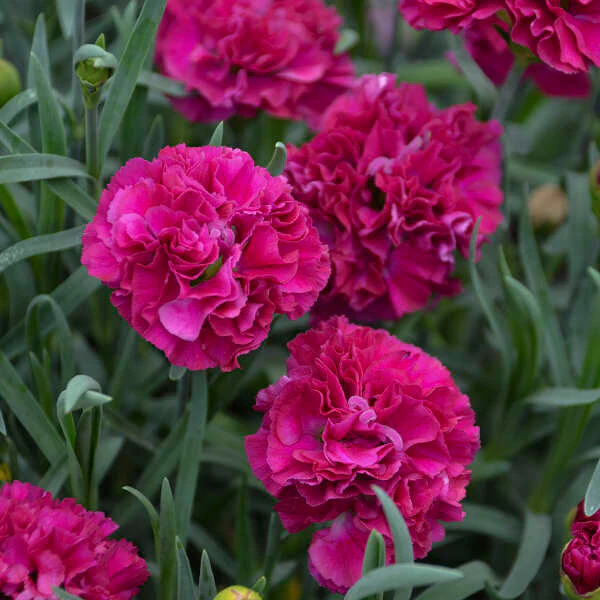 Fruit Punch® 'Funky Fuchsia' Dianthus