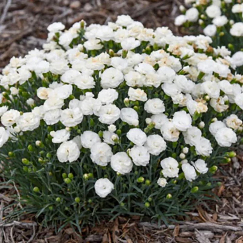 Fruit Punch® 'Whipped Cream' Dianthus - Image 2