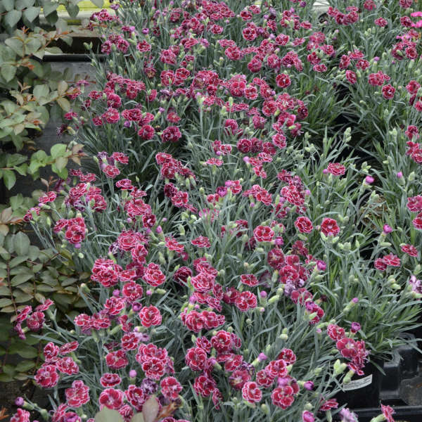 Fruit Punch® 'Black Cherry Frost' Dianthus - Image 3