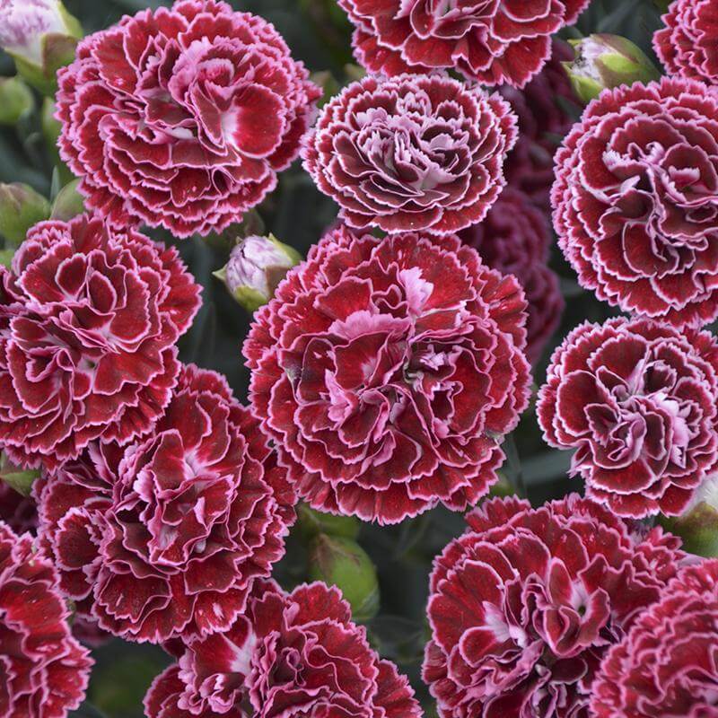 Fruit Punch® 'Cherry Vanilla' Dianthus - Image 2