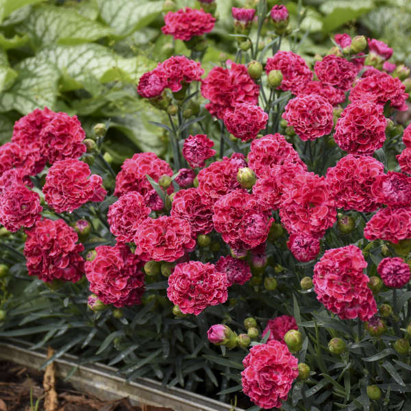 Fruit Punch® 'Raspberry Ruffles' Dianthus