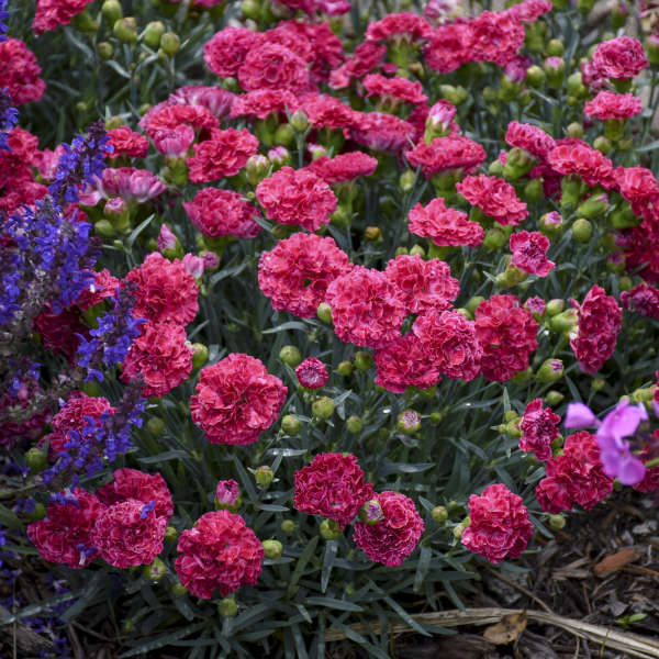 Fruit Punch® 'Raspberry Ruffles' Dianthus - Image 3