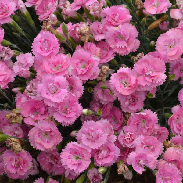 Fruit Punch® 'Sweetie Pie' Dianthus - Image 2