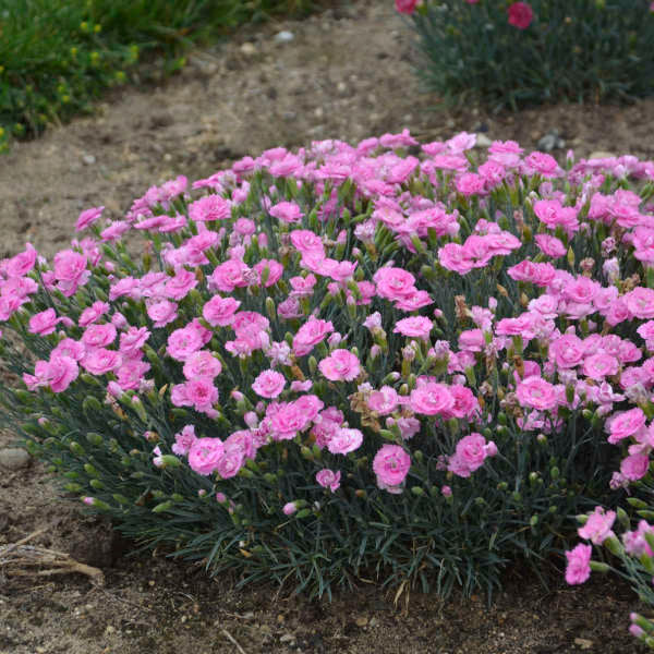 Fruit Punch® 'Sweetie Pie' Dianthus - Image 3