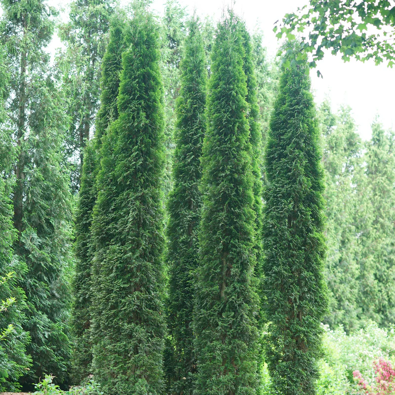 Full Speed A Hedge® 'Thin Man' Arborvitae (Thuja)