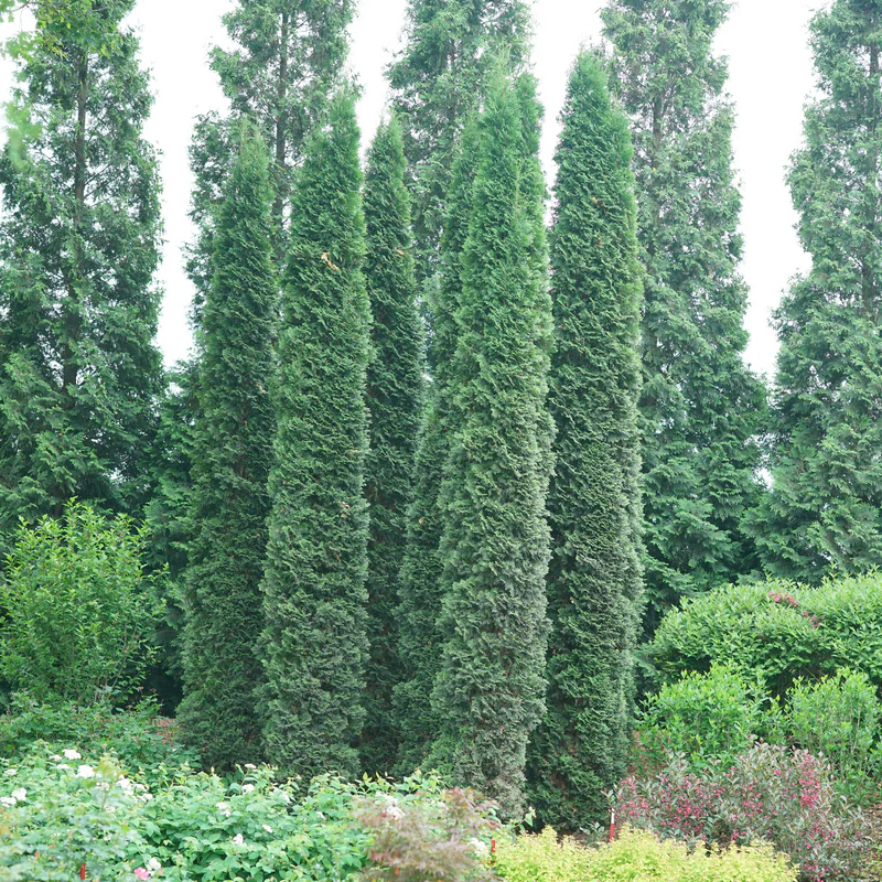 Full Speed A Hedge® 'Thin Man' Arborvitae (Thuja) - Image 2