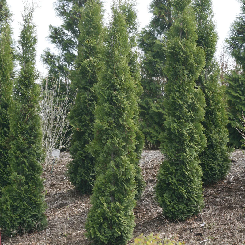 Full Speed A Hedge® 'Thin Man' Arborvitae (Thuja) - Image 3