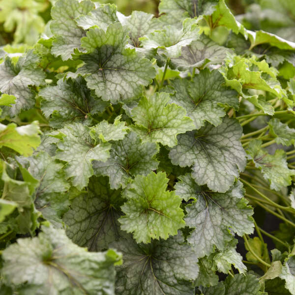 Fun and Games® 'Shadow Tag' Foamy Bells (Heucherella) - Image 2
