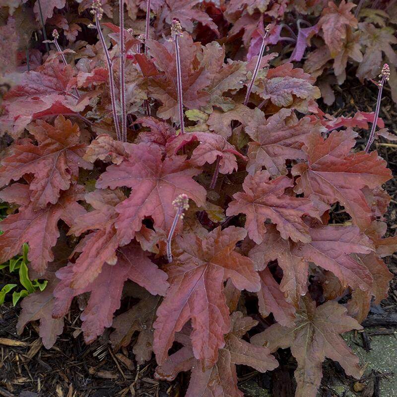 Fun and Games® 'Red Rover' Foamy Bells (Heucherella) - Image 3