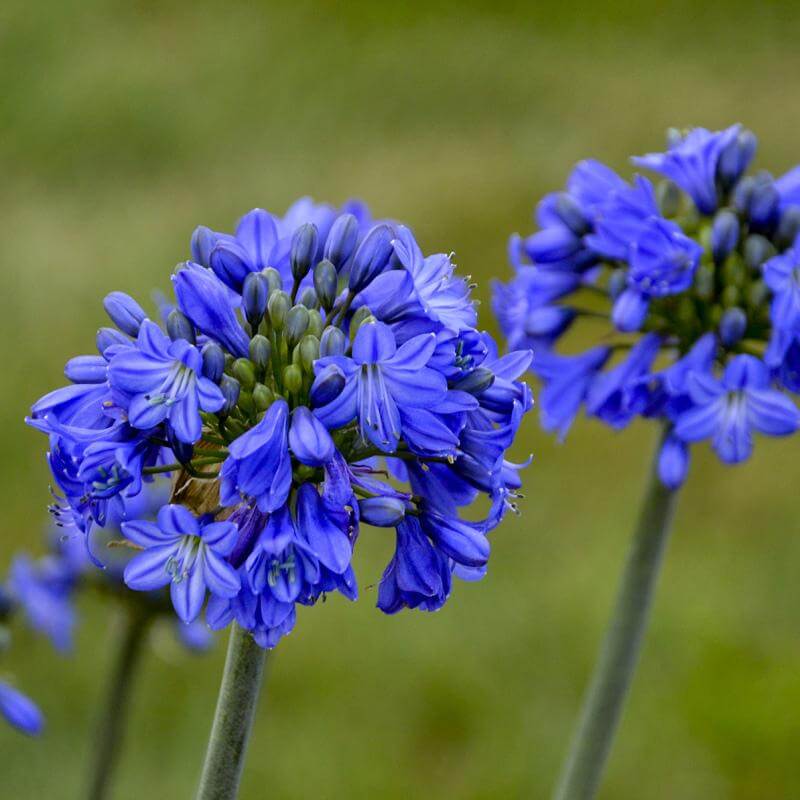 'Galaxy Blue' Lily of the Nile (Agapanthus) - Image 2