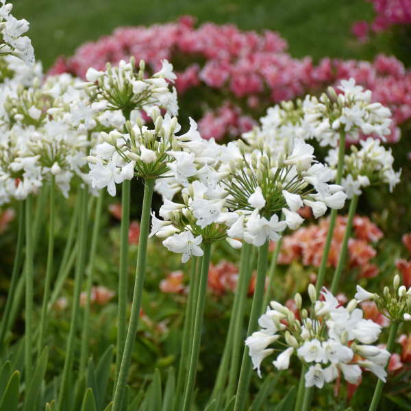 'Galaxy White' Lily of the Nile (Agapanthus) - Image 3