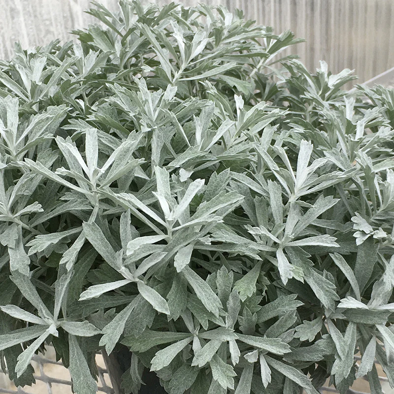 GardenGhost™ Wormwood (Artemisia)