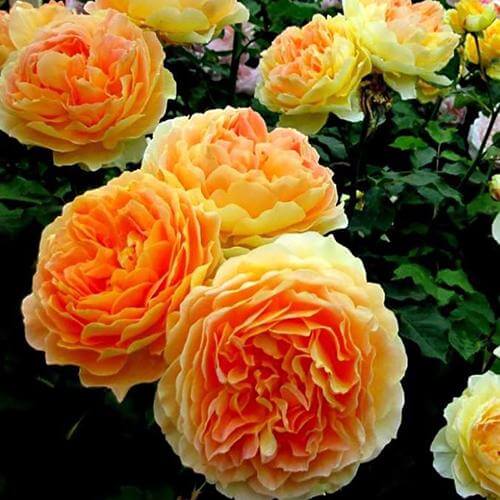 Garden Sun™ Climbing Rose - Image 3