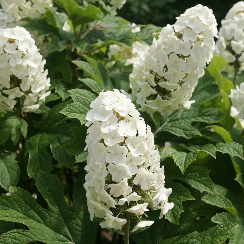 Gatsby Gal® Oakleaf Hydrangea