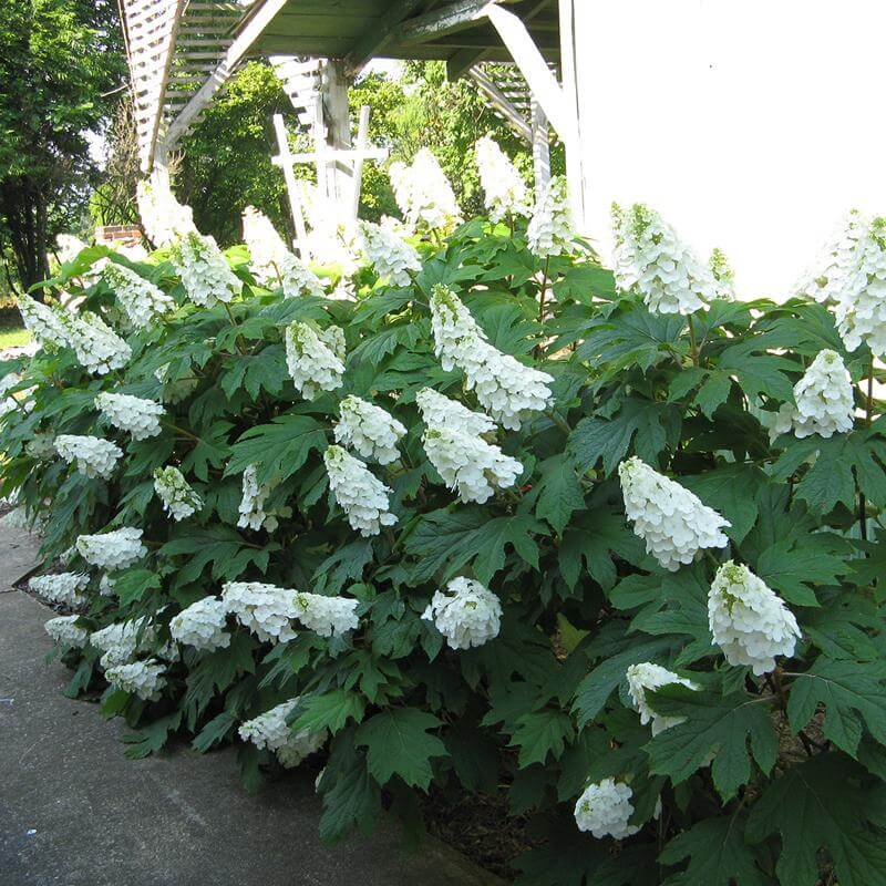 Gatsby Gal® Oakleaf Hydrangea - Image 4