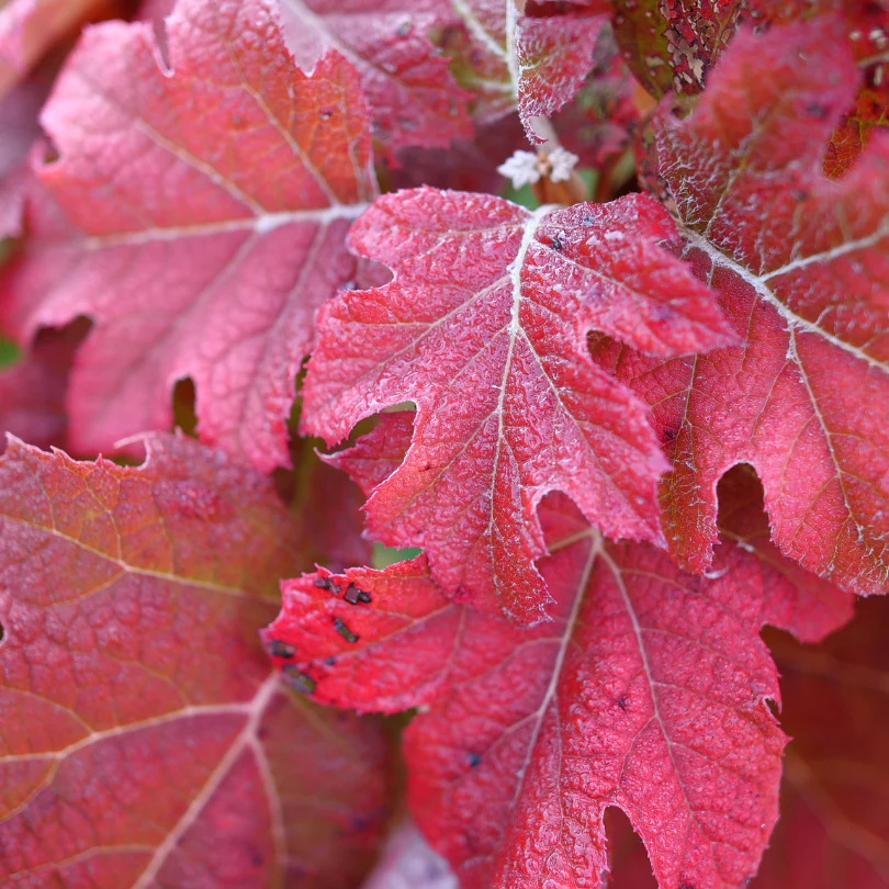 Gatsby Glow Ball™ Oakleaf Hydrangea - Image 4
