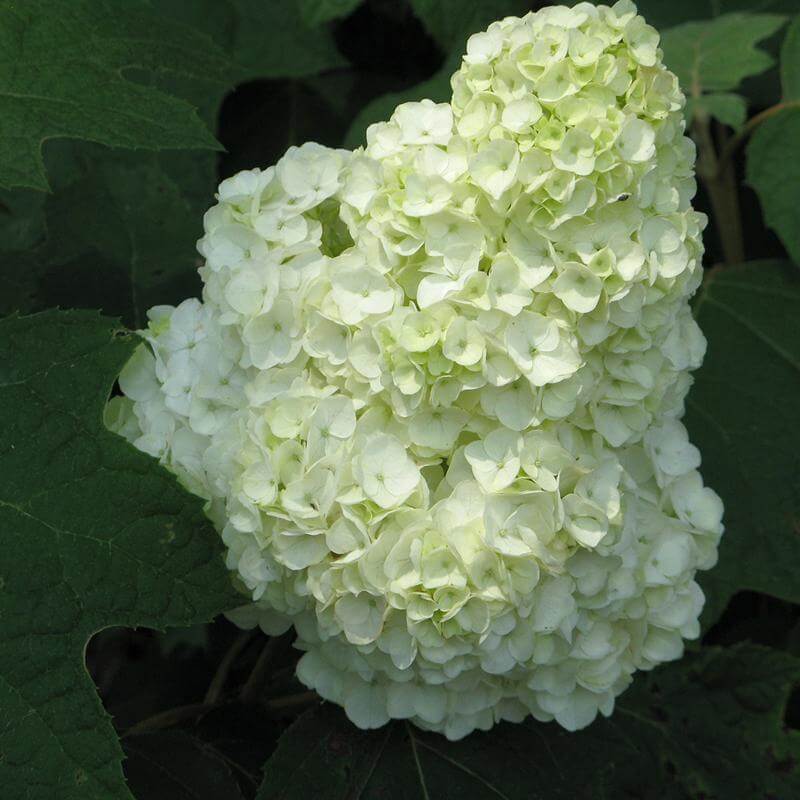 Gatsby Moon® Oakleaf Hydrangea - Image 2