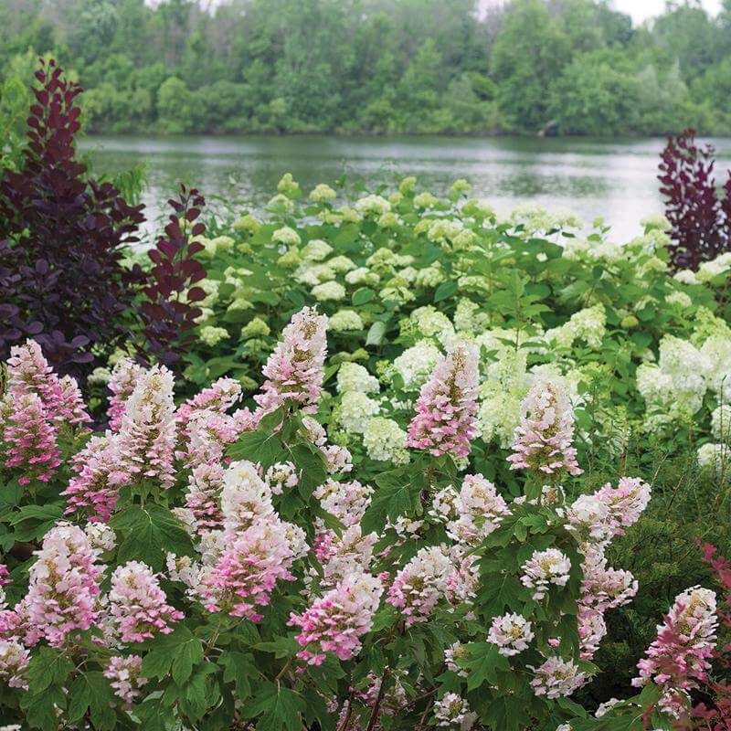 Gatsby Pink® Oakleaf Hydrangea - Image 3