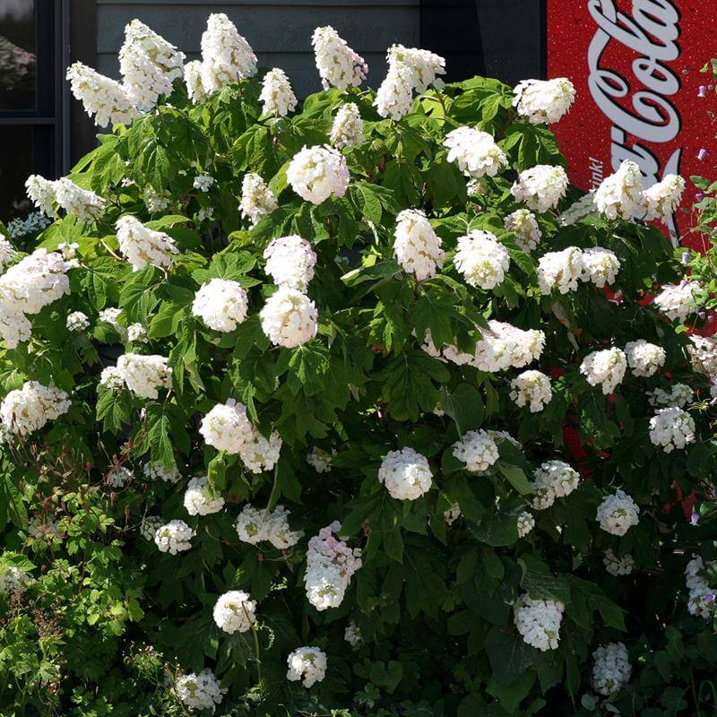 Gatsby Pink® Oakleaf Hydrangea - Image 4
