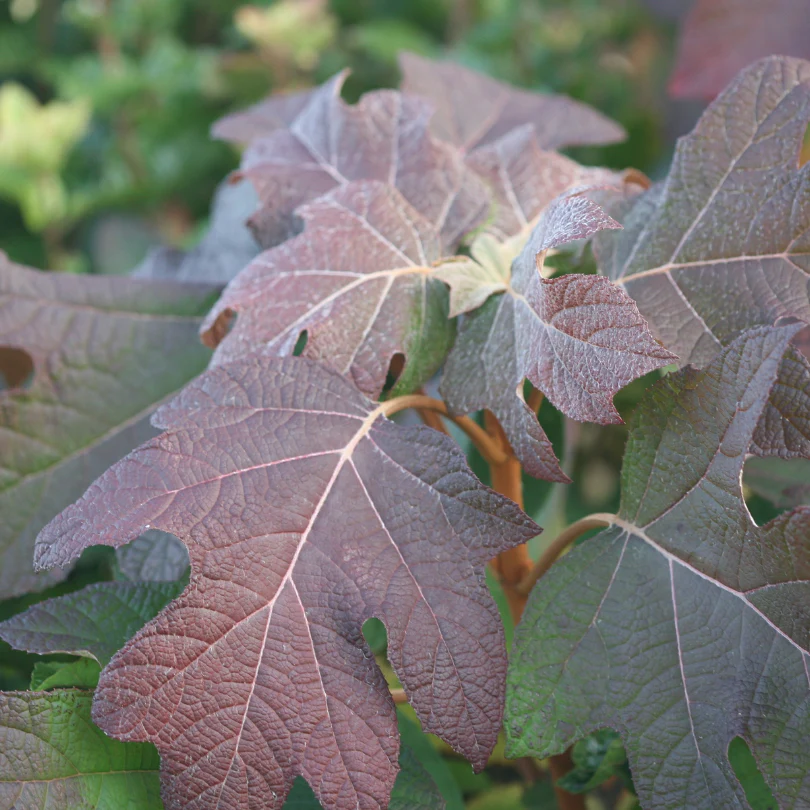 Gatsby Pink® Oakleaf Hydrangea - Image 6